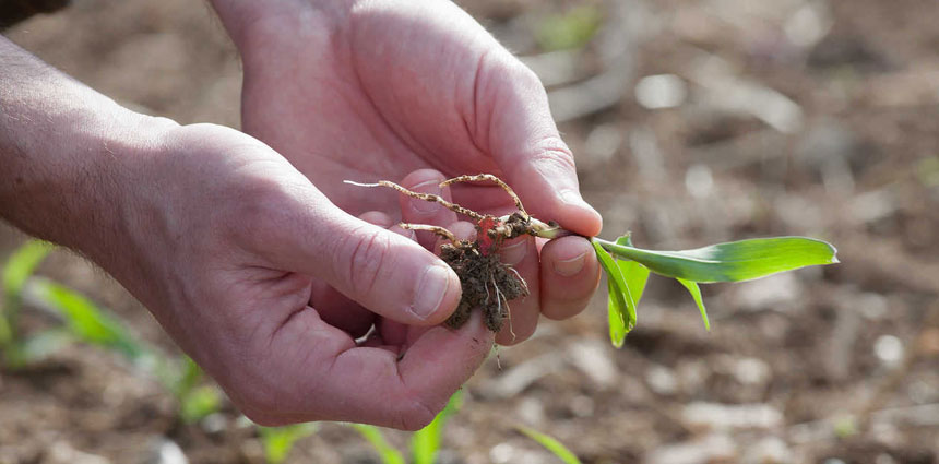 Engrais starter : de nouveaux micro-granulés dans la gamme TIMAC AGRO