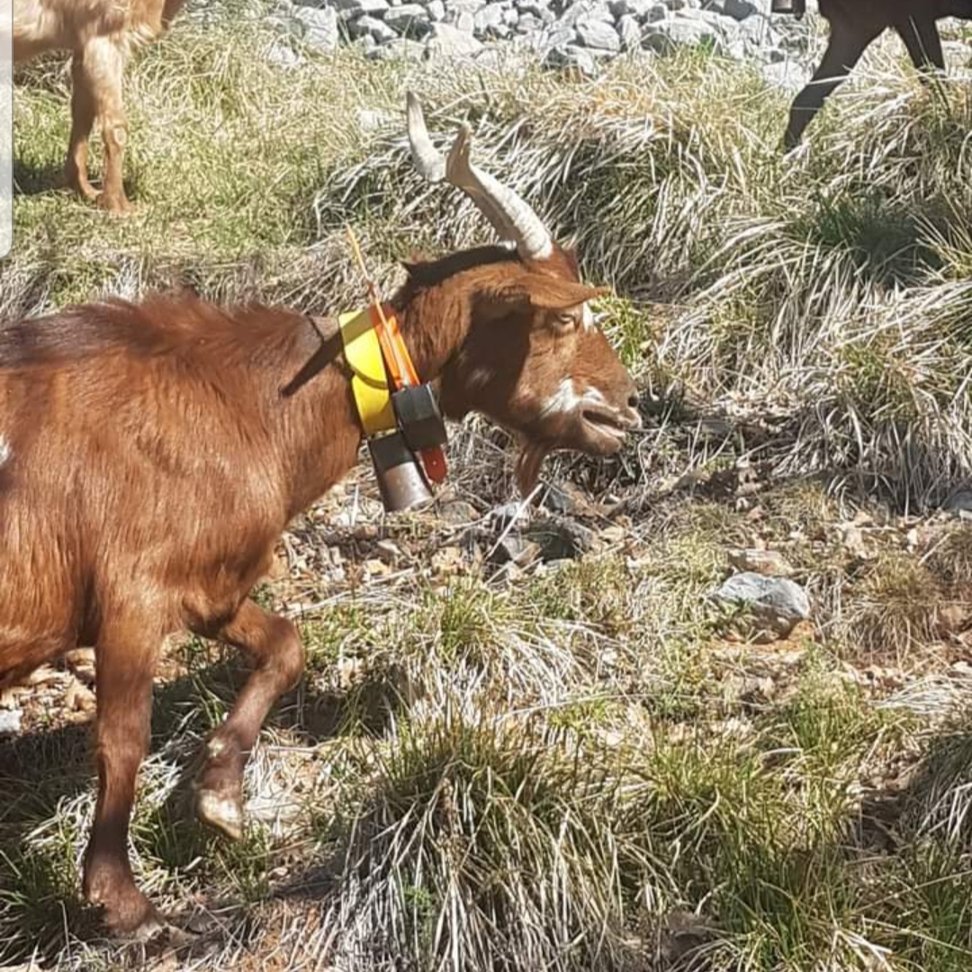 Collier Ajustable Pour Chèvre Et Mouton - Équipement Ferme Pour Pâturage, Dressage Et Transport Du Petit Bétail - 6