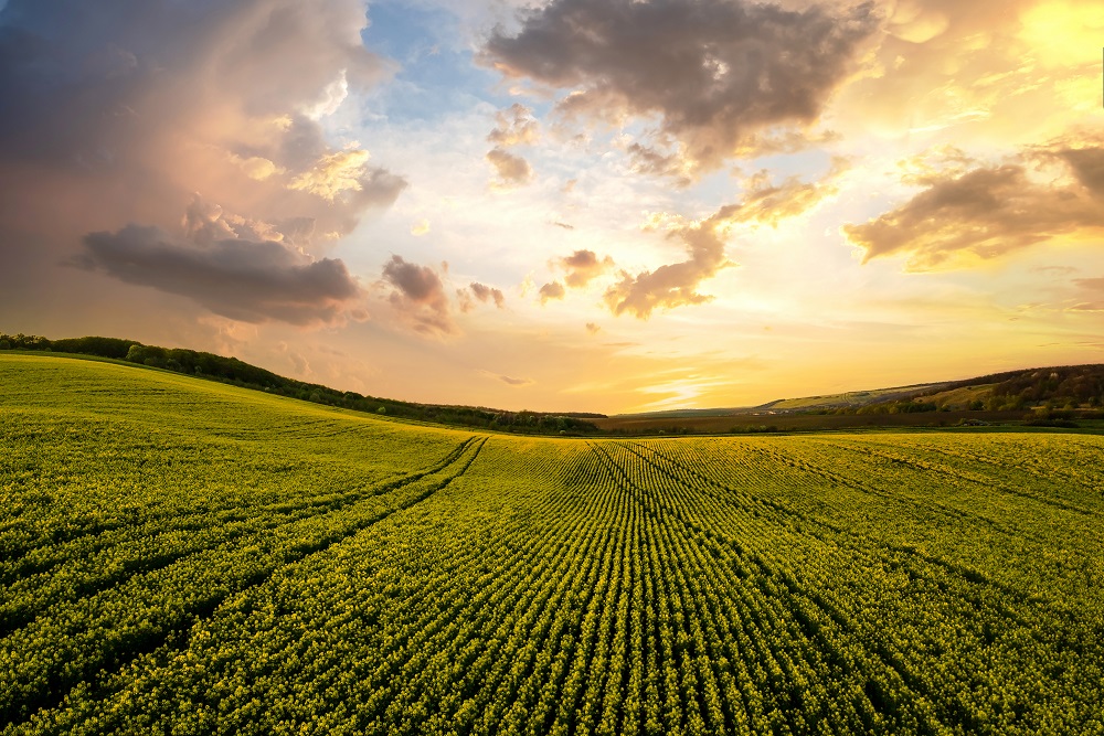 Coucher de soleil sur un champ