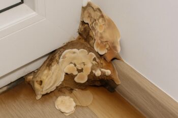 présence d'une mérule pleureuse dans une maison