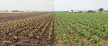 découvrez les principales erreurs à éviter lors de la transition vers le semis direct afin de réussir votre conversion et d’optimiser vos rendements agricoles tout en préservant vos sols.