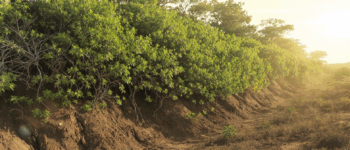 découvrez comment les haies bocagères agissent comme une barrière naturelle efficace contre l’érosion des sols, protègent la biodiversité et favorisent l’équilibre écologique de nos paysages ruraux.