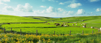 découvrez les avantages du pâturage tournant pour vos troupeaux : amélioration de la santé animale, rendement des prairies, gestion durable des ressources et optimisation de la production agricole.