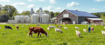 découvrez des stratégies efficaces pour réduire les émissions de méthane provenant de l’élevage, préserver l’environnement et optimiser la production agricole.
