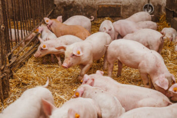 young piglets at pig farm